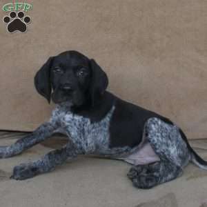 Denver, German Shorthaired Pointer Puppy